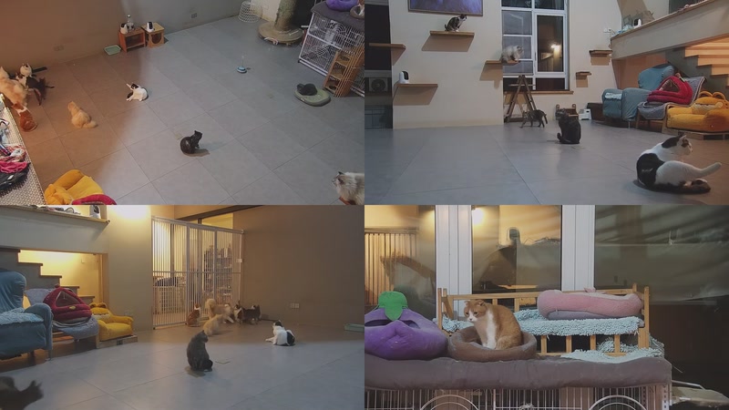 【2026-02-27 20点场】喵放送：喵放送☀️喵呜~