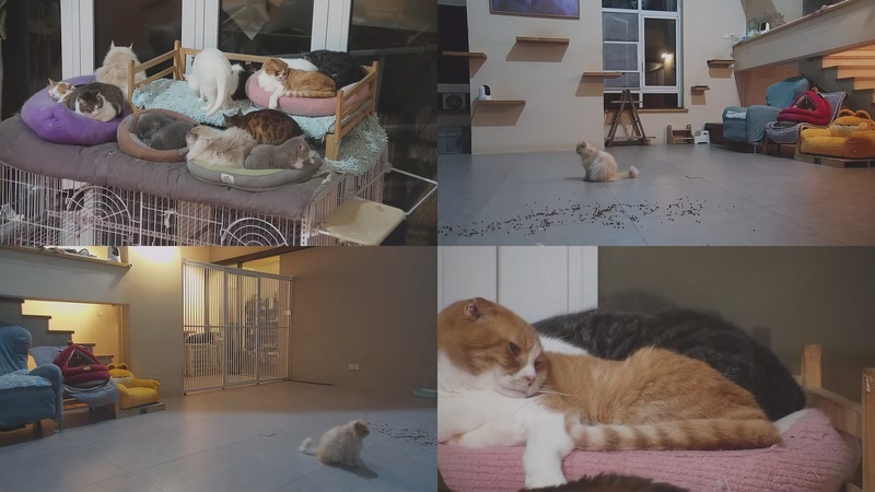 【2026-02-27 22点场】喵放送：喵放送☀️喵呜~