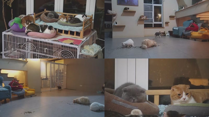 【2026-03-01 20点场】喵放送：喵放送☀️喵呜~