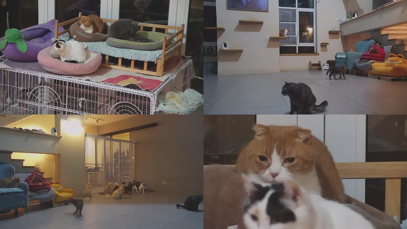 【2026-03-02 18点场】喵放送：喵放送☀️喵呜~