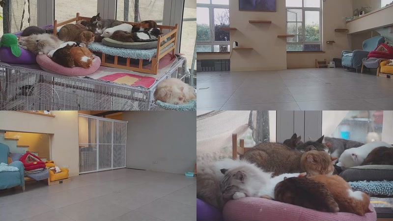 【2026-03-03 16点场】喵放送：喵放送☀️喵呜~