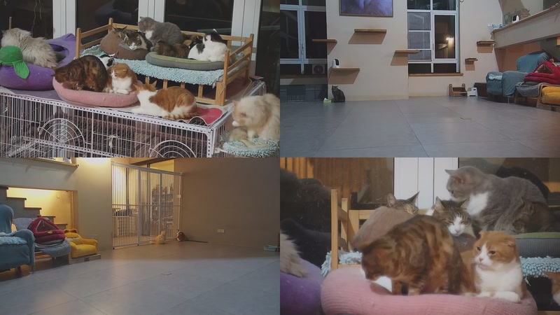 【2026-03-03 18点场】喵放送：喵放送☀️喵呜~