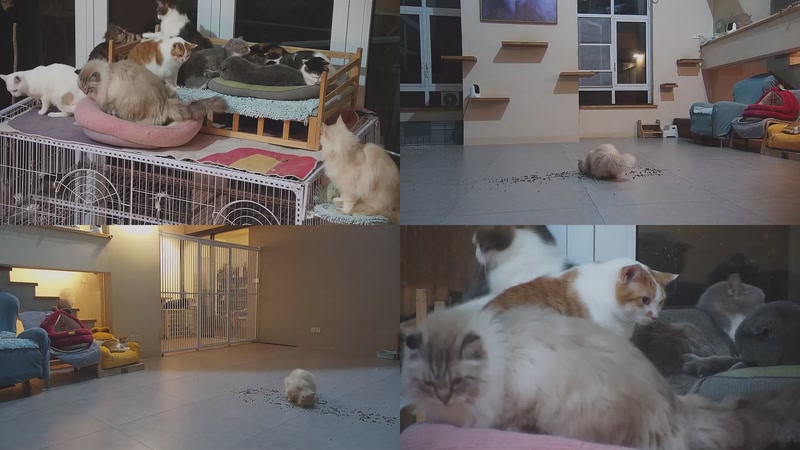 【2026-03-02 22点场】喵放送：喵放送☀️喵呜~