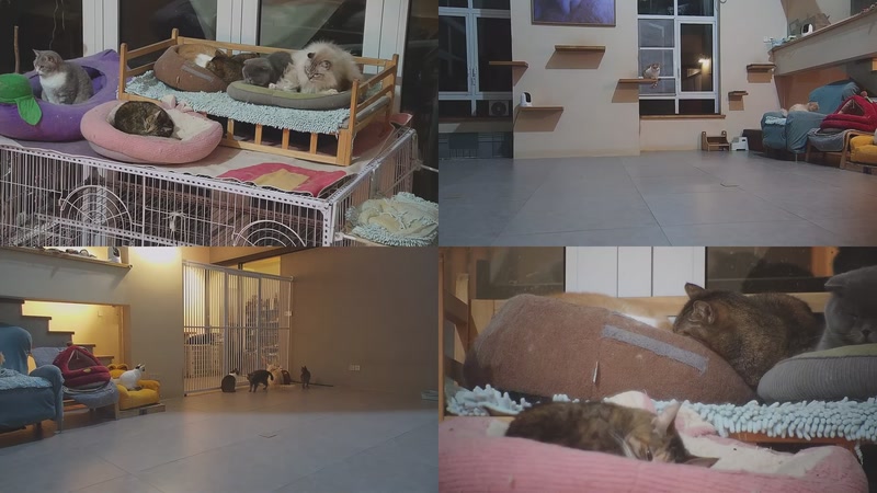 【2026-03-04 18点场】喵放送：喵放送☀️喵呜~