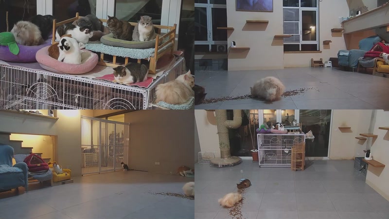 【2026-03-04 20点场】喵放送：喵放送☀️喵呜~