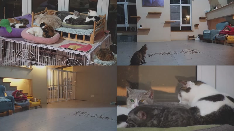 【2026-03-03 22点场】喵放送：喵放送☀️喵呜~