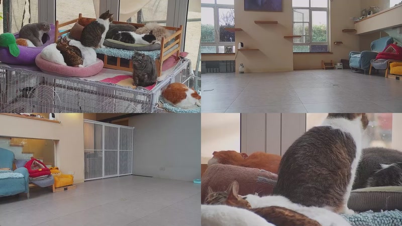 【2026-03-04 16点场】喵放送：喵放送☀️喵呜~