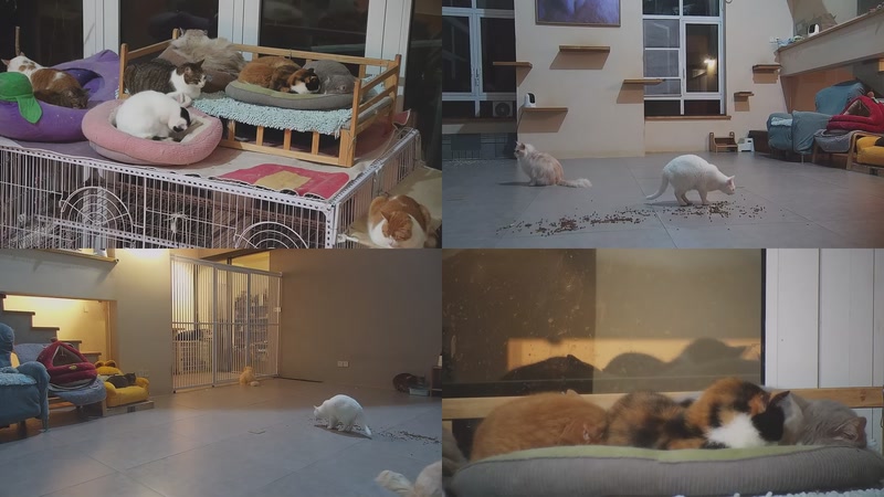 【2026-03-05 20点场】喵放送：喵放送☀️喵呜~