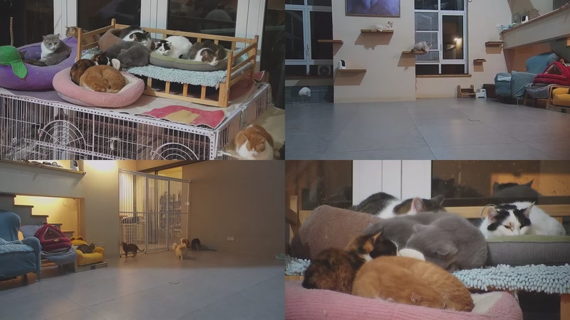 【2026-03-05 18点场】喵放送：喵放送☀️喵呜~