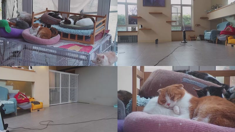 【2026-03-05 14点场】喵放送：喵放送☀️喵呜~