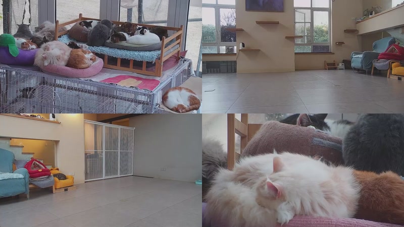 【2026-03-05 16点场】喵放送：喵放送☀️喵呜~