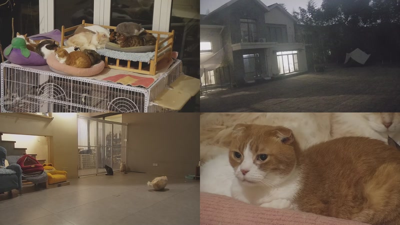 【2026-03-06 18点场】喵放送：喵放送☀️喵呜~