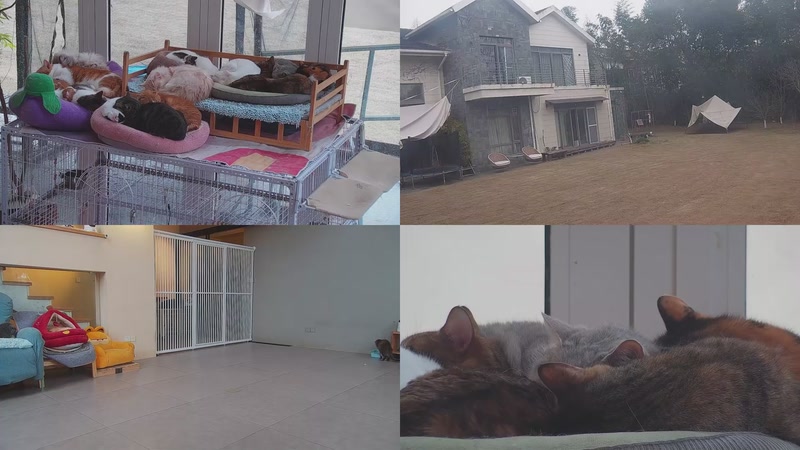 【2026-03-06 16点场】喵放送：喵放送☀️喵呜~