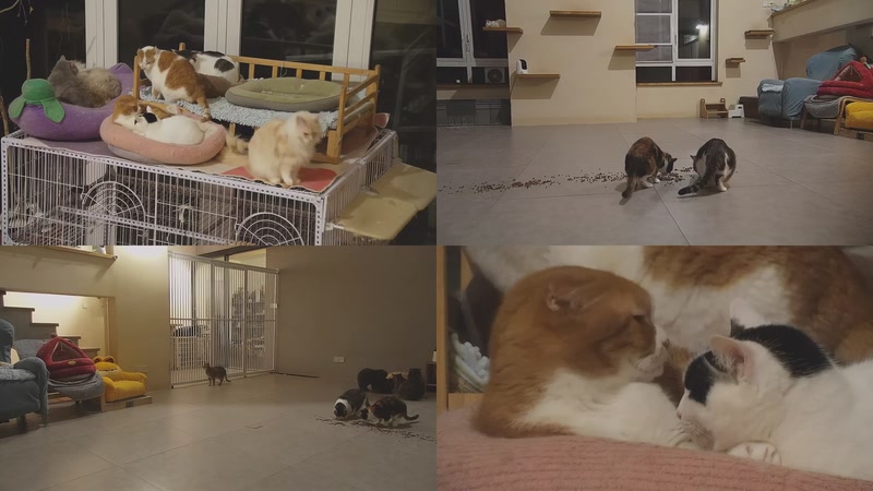 【2026-03-06 20点场】喵放送：喵放送☀️喵呜~