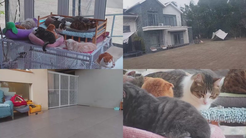 【2026-03-06 14点场】喵放送：喵放送☀️喵呜~