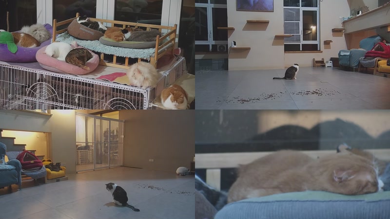 【2026-03-05 22点场】喵放送：喵放送☀️喵呜~