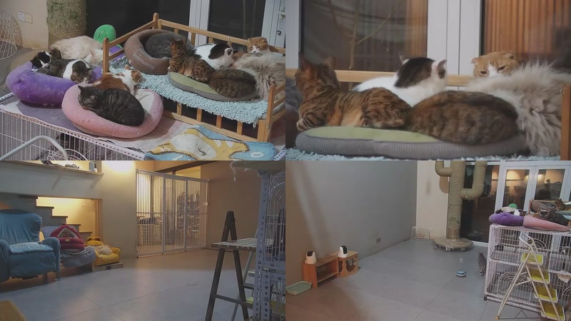 【2026-03-18 18点场】喵放送：喵放送☀️喵呜~