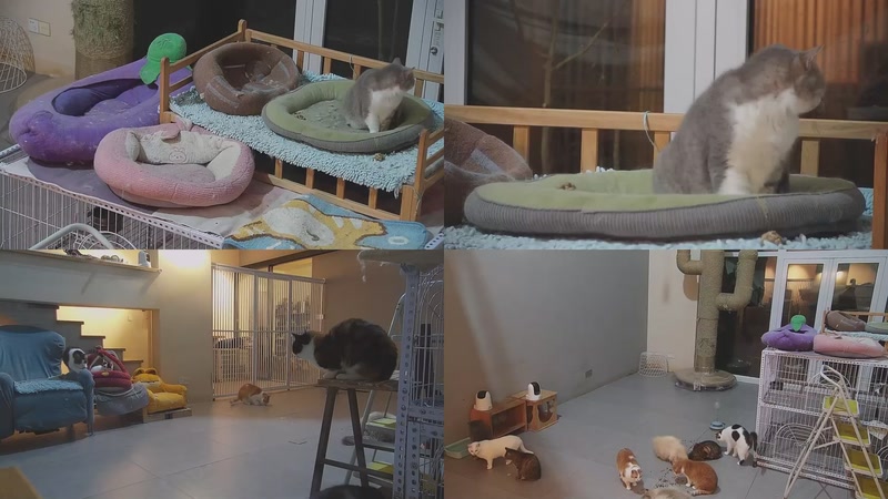 【2026-03-18 20点场】喵放送：喵放送☀️喵呜~