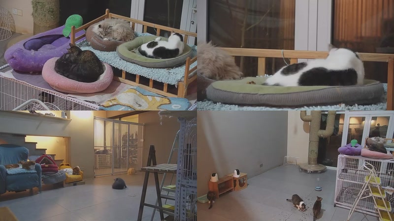 【2026-03-18 22点场】喵放送：喵放送☀️喵呜~