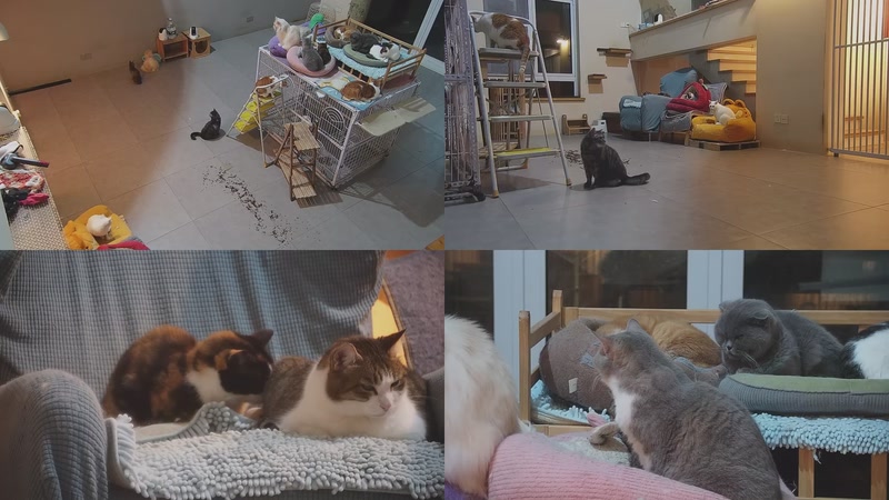 【2026-03-20 21点场】喵放送：喵放送☀️喵呜~