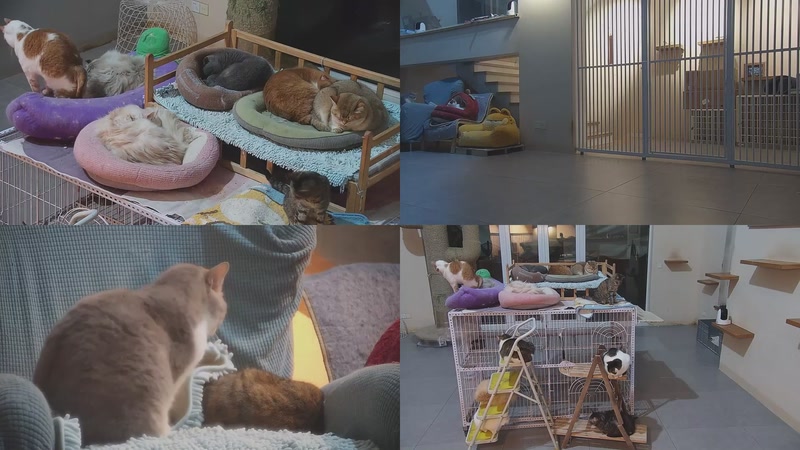 【2026-03-20 19点场】喵放送：喵放送☀️喵呜~