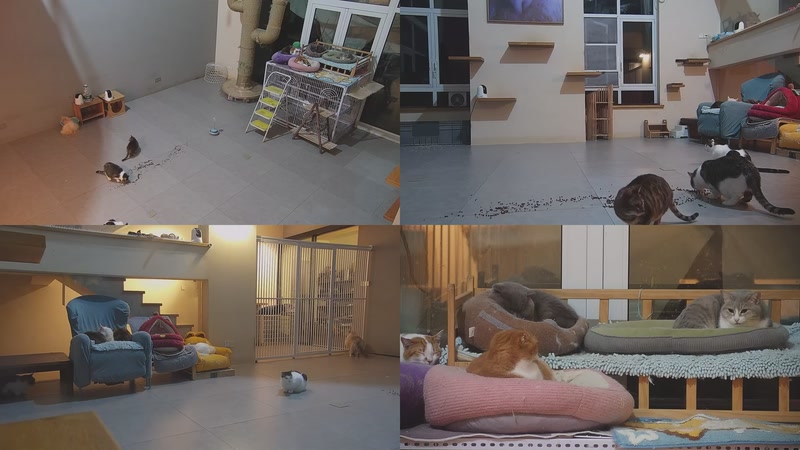 【2026-03-21 21点场】喵放送：喵放送☀️喵呜~