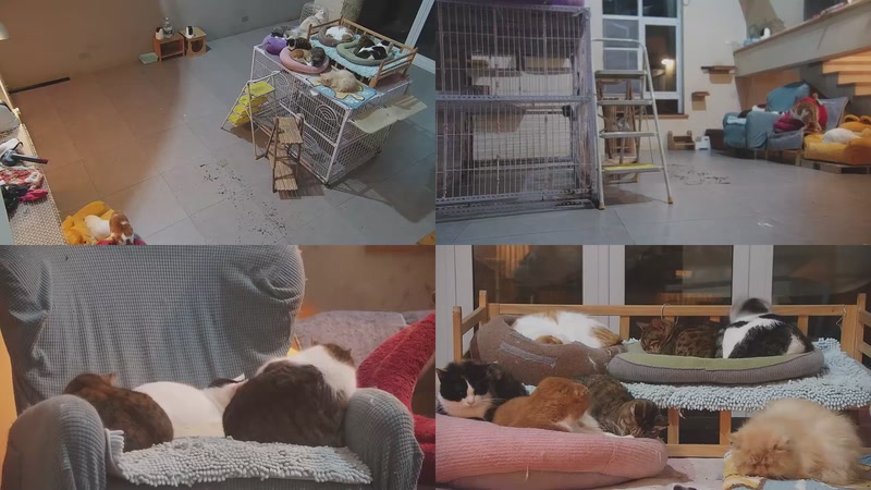 【2026-03-21 01点场】喵放送：喵放送☀️喵呜~