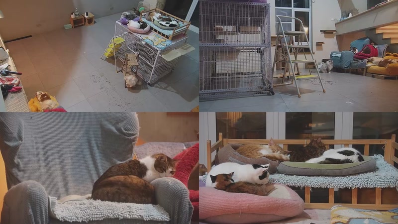 【2026-03-21 03点场】喵放送：喵放送☀️喵呜~