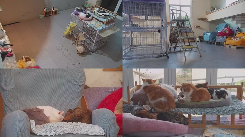 【2026-03-21 07点场】喵放送：喵放送☀️喵呜~