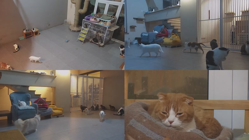 【2026-03-21 19点场】喵放送：喵放送☀️喵呜~