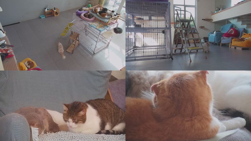 【2026-03-21 09点场】喵放送：喵放送☀️喵呜~