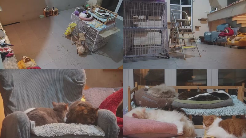 【2026-03-21 05点场】喵放送：喵放送☀️喵呜~