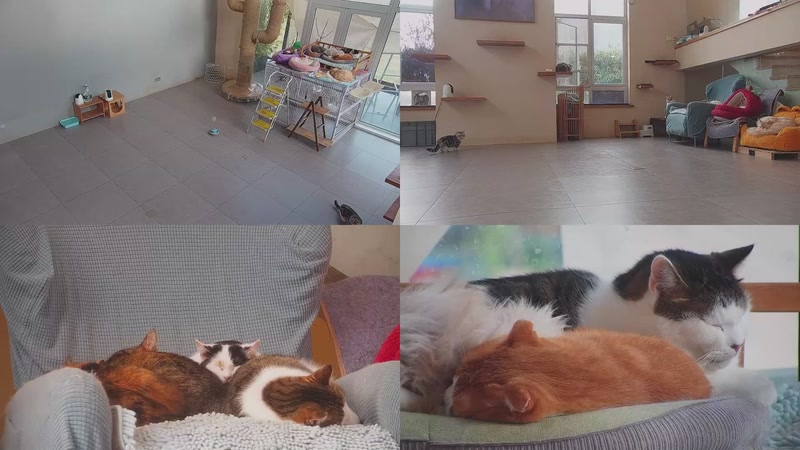 【2026-03-21 17点场】喵放送：喵放送☀️喵呜~