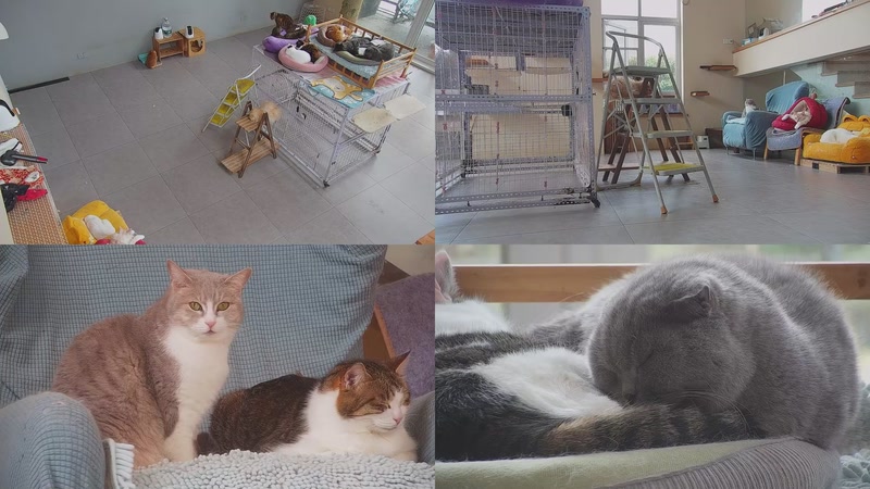 【2026-03-21 11点场】喵放送：喵放送☀️喵呜~