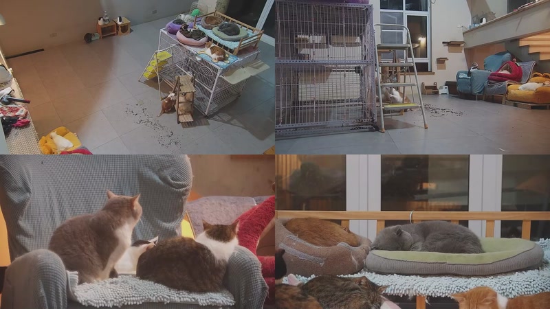 【2026-03-20 23点场】喵放送：喵放送☀️喵呜~