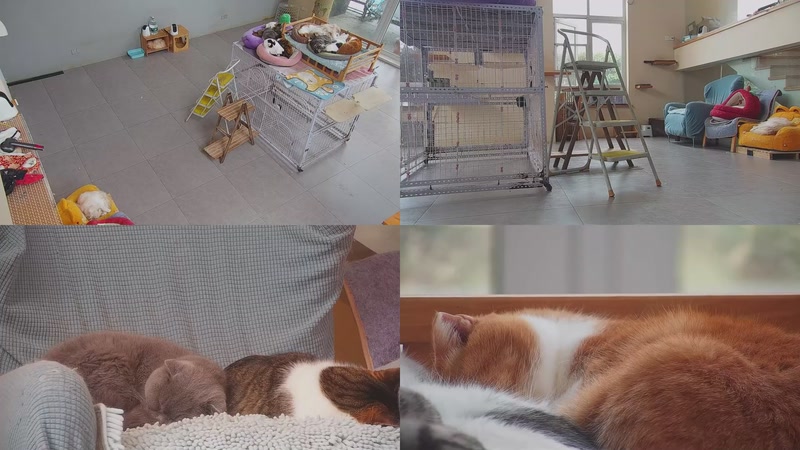 【2026-03-21 13点场】喵放送：喵放送☀️喵呜~