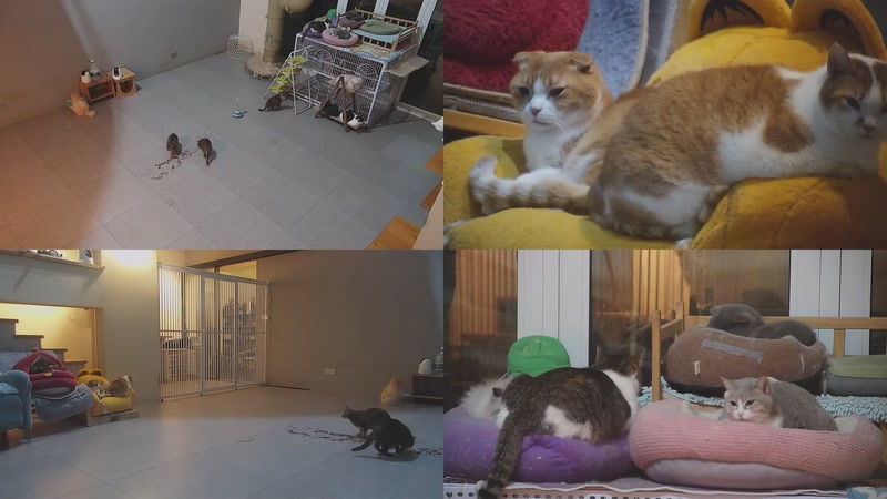 【2026-03-24 21点场】喵放送：喵放送☀️喵呜~