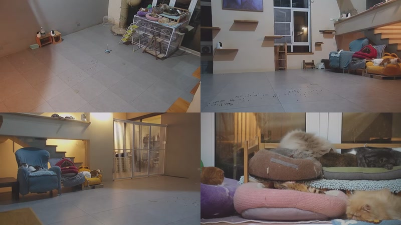 【2026-03-25 03点场】喵放送：喵放送☀️喵呜~