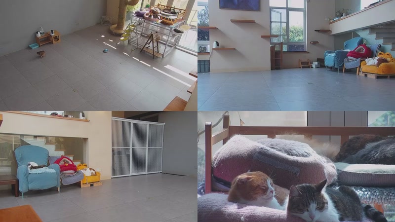 【2026-03-25 11点场】喵放送：喵放送☀️喵呜~