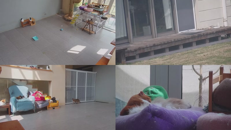 【2026-03-25 13点场】喵放送：喵放送☀️喵呜~