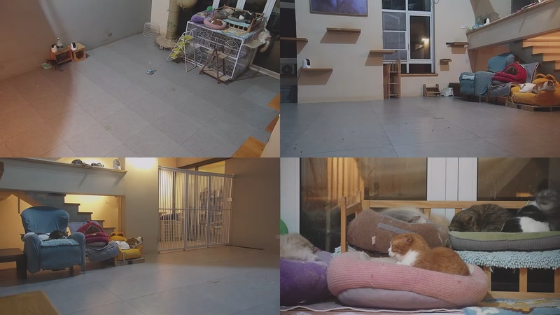 【2026-03-25 05点场】喵放送：喵放送☀️喵呜~