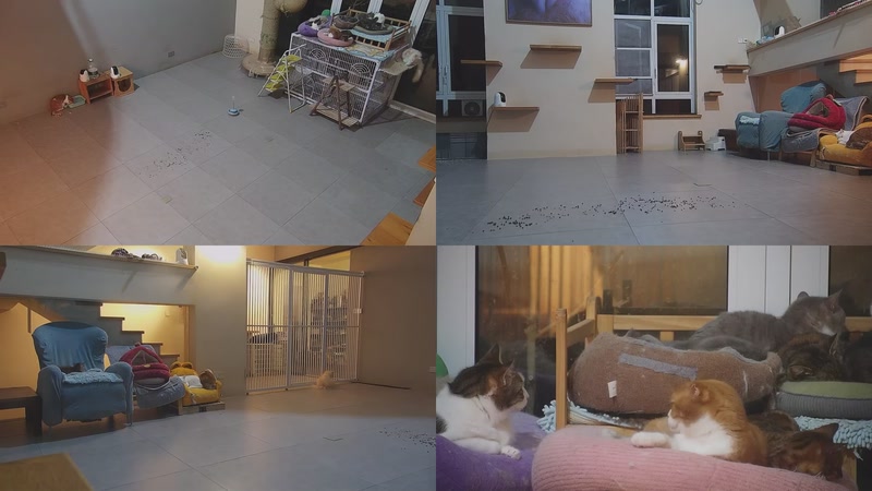 【2026-03-24 23点场】喵放送：喵放送☀️喵呜~