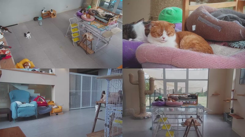 【2026-03-25 15点场】喵放送：喵放送☀️喵呜~