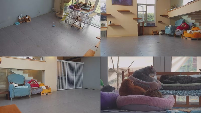 【2026-03-25 07点场】喵放送：喵放送☀️喵呜~