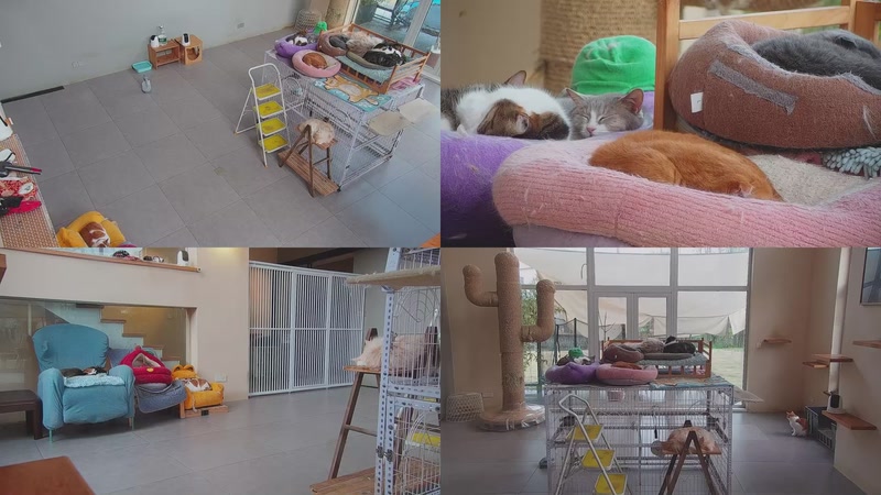 【2026-03-25 17点场】喵放送：喵放送☀️喵呜~