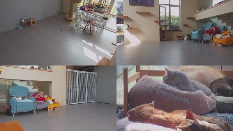 【2026-03-25 09点场】喵放送：喵放送☀️喵呜~