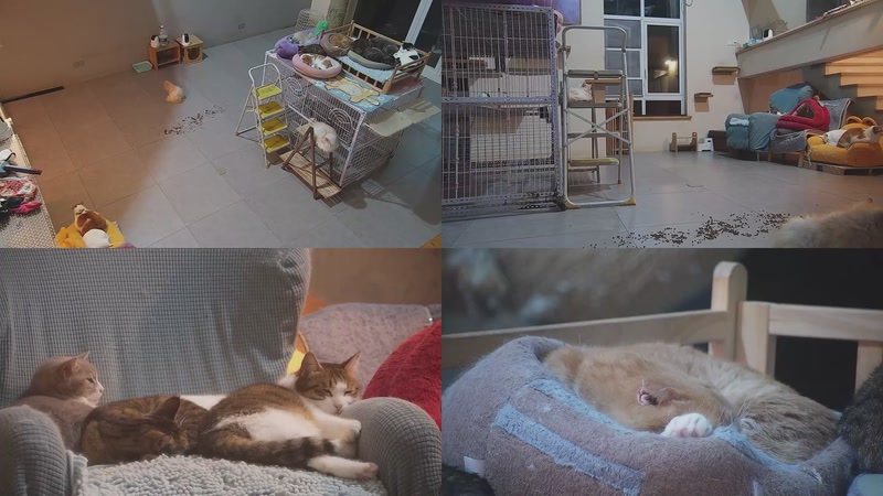 【2026-03-25 23点场】喵放送：喵放送☀️喵呜~