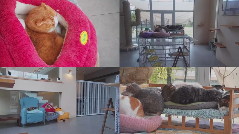 【2026-03-26 13点场】喵放送：喵放送☀️喵呜~