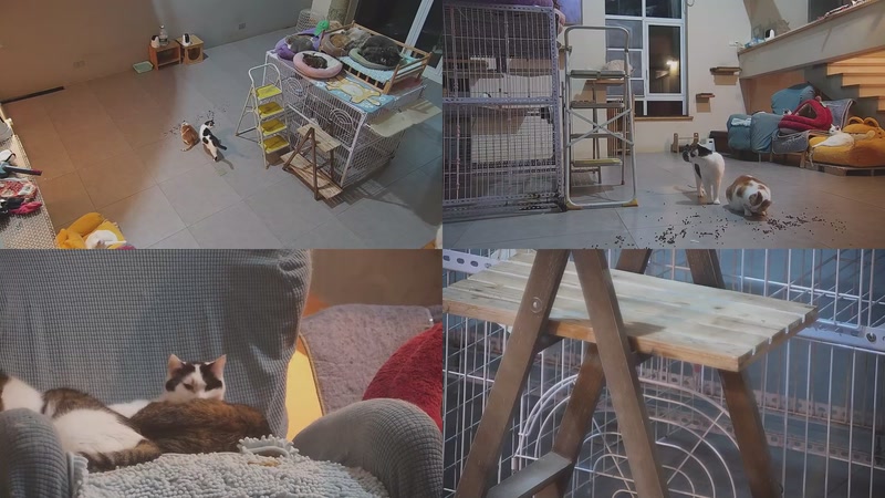 【2026-03-26 03点场】喵放送：喵放送☀️喵呜~