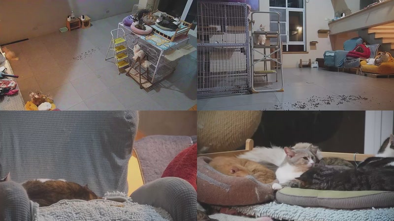 【2026-03-26 01点场】喵放送：喵放送☀️喵呜~